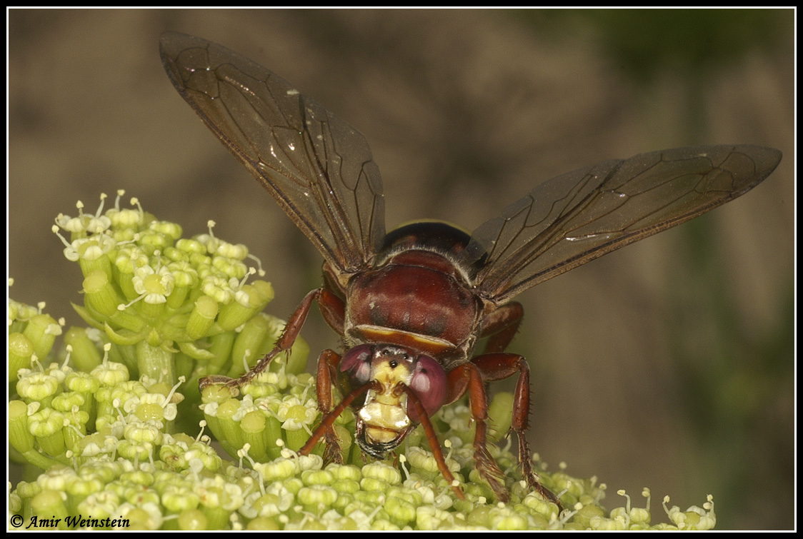 Vespidae identification